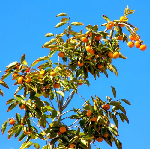 Miniatura 3 de TomorrowSeeds - Semillas de árbol de caqui japonés - Más de 10 unidades - para plantar Diospyros Kaki Fuyu Hachiya Asiático Chino Oriental Sharon