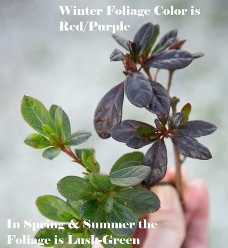 Miniatura 6 de Autumn Amethyst Encore Azalea (1 galón) - Arbusto con flores moradas y rosas - Plantas de rododendro que reflorecen