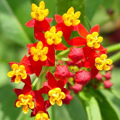 UtopiaSeeds Semillas de flor de algodoncillo de sangre - Atrae y alimenta mariposas monarca