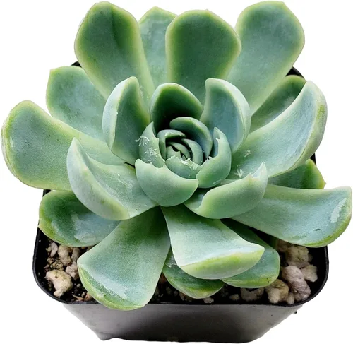 Miniatura 11 de Fat Plants San Diego Live Echeveria Planta Suculenta Híbrida, Lola