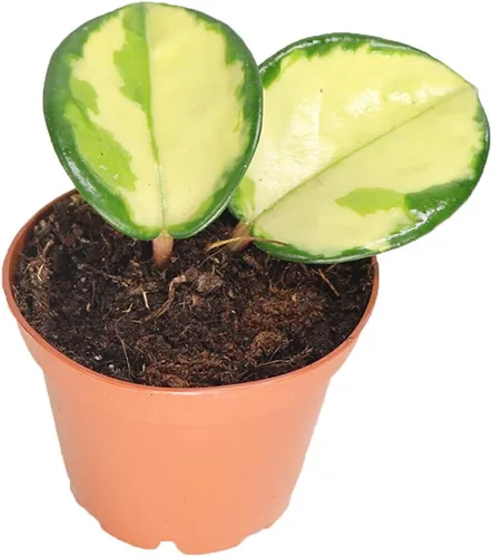 Miniatura 3 de Hoya - Cuerda hindú abigarrada, variedad rara, 2.5 pulgadas de California Tropicals