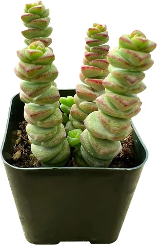 Miniatura 12 de Sprout N Green Pachyphytum compactum, 1 planta suculenta viva totalmente enraizada en macetas de 2 pulgadas con mezcla de tierra, planta de casa