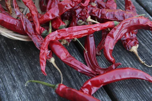 Miniatura 4 de 100 semillas de chile Sichuan orgánicas certificadas por USDA, Er Jing Tiao, producto de los Estados Unidos, sin OMG