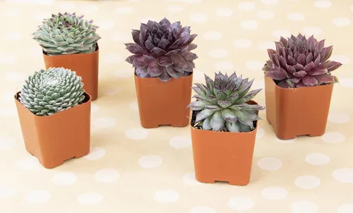 Miniatura 4 de Plantas suculentas 20 suculentas Sempervivum Enraizadas en macetas con tierra Plantas de interior reales Regalos o decoración de habitación