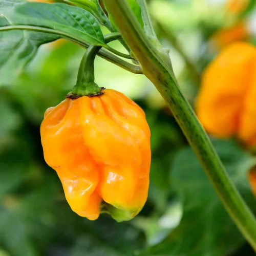 Semillas de pimiento - Caliente - Amarillo jamaicano - Paquete de 250 mg ~ 50 semillas - Capsicum chinense - Sin OMG, polinizado abierto - Granja y