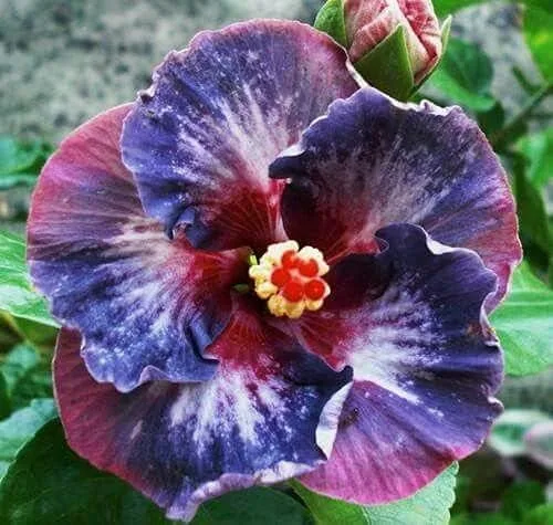 20 semillas de hibisco azul rosa púrpura flores perennes flor flor flor jardín árbol