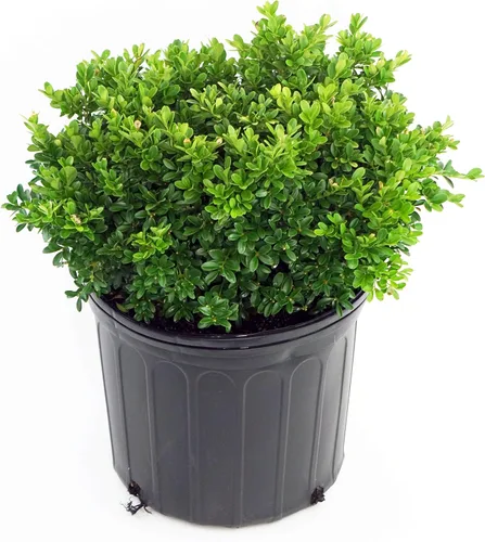 Buxus micro. 'Tide Hill' (Boj) Evergreen, forma extendida, #2 - Tamaño Contenedor
