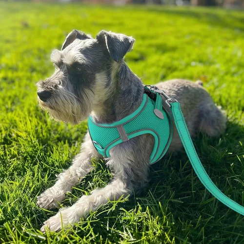 Miniatura 2 de Joytale Arnés para perro pequeño, chaleco de malla transpirable, arnés acolchado suave reflectante para perro de tamaño pequeño para caminar, verde