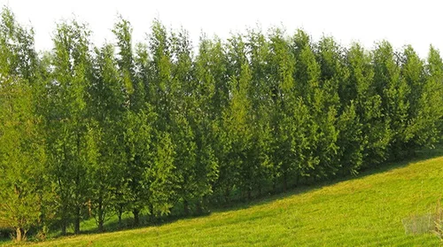 Plantas híbridas de sauce para cultivo | Fila de setos de privacidad rápida, bloque de viento, sombra | Crecimiento rápido - 12 pies por año,