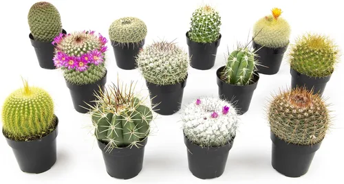 Altman Plants, Surtido de plantas de cactus vivos (12 unidades), plantas suculentas vivas en mezcla de tierra de cactus, plantas de cactus vivas,