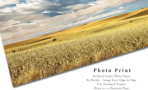 Miniatura 2 de Impresión de fotografía campestre (no enmarcada) Imagen de campos de maíz en terrazas doradas bajo el cielo de ensueño en el día de otoño en Iowa