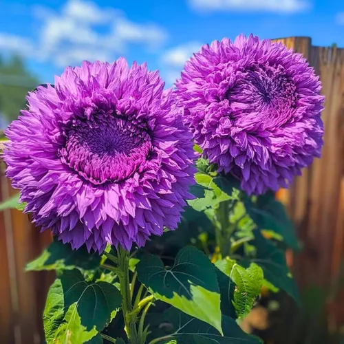 Miniatura 2 de Más de 150 semillas de girasol raras para plantar girasoles de oso de peluche gigantes, semillas de reliquia sin OMG para el hogar, jardín al aire