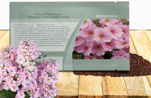 Miniatura 11 de Outsidepride 1000 Semillas Perennes Primula Crimson Fairy Primrose Flower Seeds para plantar Carmesí