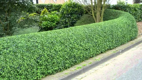 Miniatura 3 de Ligustrum Waxleaf Privet - 30 plantas vivas - Arbusto de seto de privacidad de hoja perenne