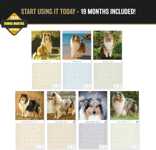Miniatura 2 de Calendario Collie 2025 2026 – Calendario mensual de pared de raza de perro – 12 x 24 pulgadas abierto – Papel grueso que no se corre – Regalar
