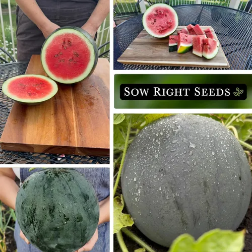 Miniatura 4 de Sow Right Seeds - Semilla de sandía Sugar Baby para plantar - Paquete de reliquia sin OMG con instrucciones para plantar un huerto casero