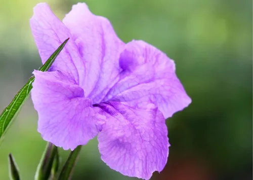 Miniatura 2 de 6 plantas mexicanas de petunia viva, Ruellia Brittoniana Perenne de 5 a 7 pulgadas de altura de barco desnudas