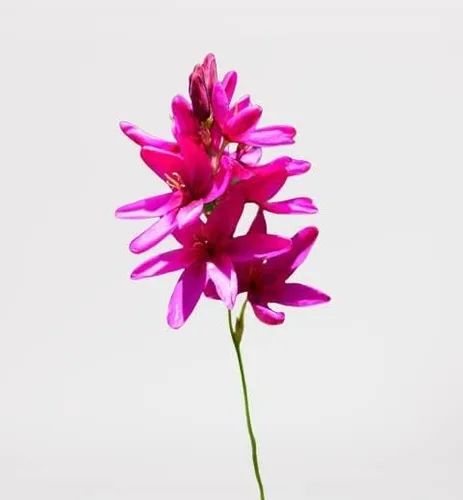 Miniatura 6 de Votaniki Bombillas mezcladas de lirio de maíz africano, de larga floración y fácil de cultivar, bombillas mixtas Ixia para plantar, flor de lirio