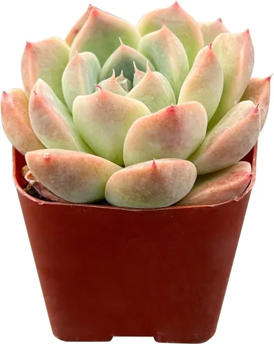 Miniatura 2 de Sprout N Green Echeveria 'Alba Beauty', Live Succulent Plant Fully Rooted 2" Pot with Soil, Home Office Indoor Outdoor Wedding Decoration DIY