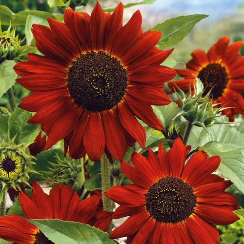Miniatura 17 de Eden Brothers Semillas de girasol - Autumn Beauty