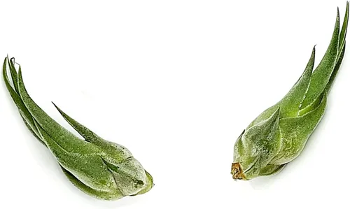 Miniatura 51 de ragnaroc Planta de Aire Viva – Tillandsia Capiput, Jumbo 6-9” - 2 unidades - Llegada Viva Garantizada - Plantas de Casa para Decoración del Hogar
