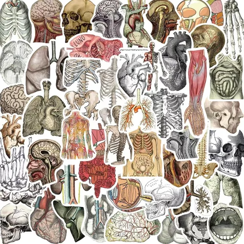 Miniatura 5 de Adhesivos graciosos de Anatomía, adhesivos divertidos de Anatomía, calcomanías para botella de agua, portátil, álbum de recortes (paquete de 50)