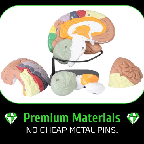 Miniatura 2 de Modelo de cerebro humano con números grabados con láser y etiquetado Incluye soporte de metal resistente, funda de transporte ligera y disecciones