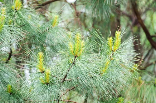 Miniatura 7 de Loblolly Pine Tree Semillas Premium Pinus taeda Plants'® (Premium Seeds, 100)