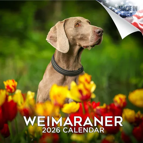 Miniatura 20 de Calendario 2025 2026 de cachorros Cocker Spaniel - Calendario mensual de pared de raza de perro - 12" x 24" abierto - Papel grueso sin sangrado