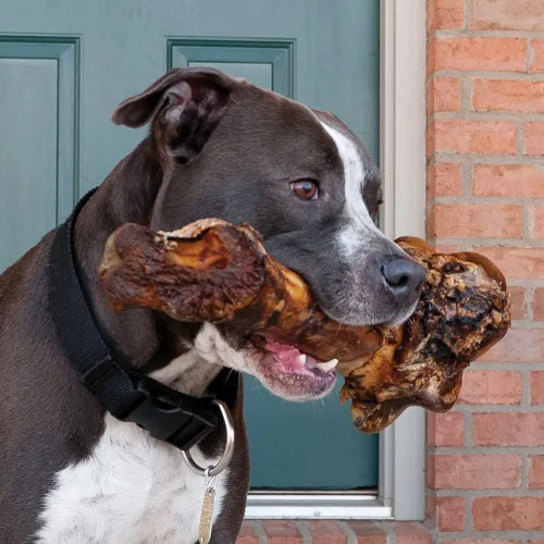 Miniatura 4 de EcoKind Hueso de fémur gigante para perros 1 hueso Huesos de perro de mamut de larga duración para masticadores agresivos, golosinas saludables
