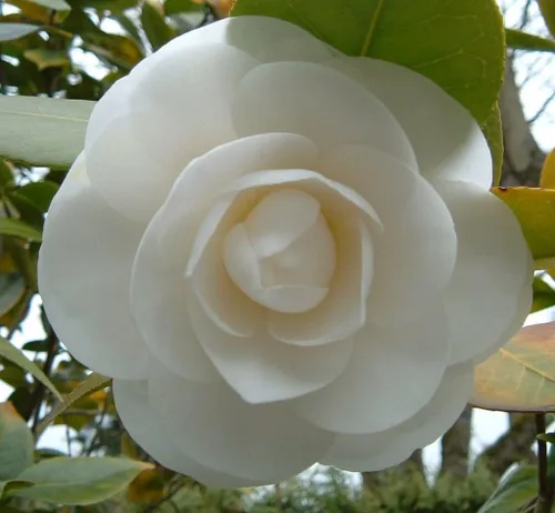 Miniatura 2 de 100 colores mezclados doble Camellia Impatiens (Balsam/Lady Slipper/Touch Me Not) Impatiens Balsamina Flower Seeds
