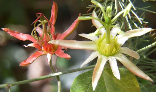 Miniatura 2 de 10 Semillas de vid Passiflora Herbertiana Semilla de Pasiflora Nativa