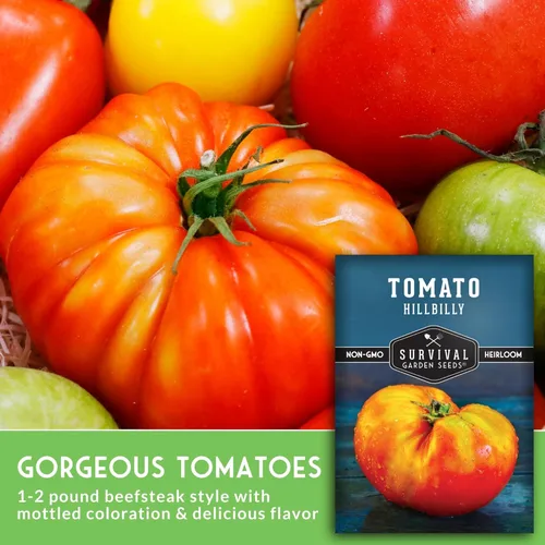 Miniatura 4 de Survival Garden Seeds - Semilla de tomate Hillbilly para plantar - 2 paquetes con instrucciones para plantar y cultivar tomates de hoja de papa