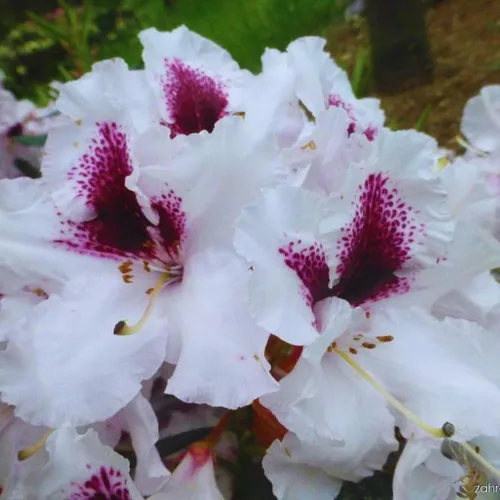Miniatura 9 de Grandes plantas de rododendro blanco brillante de 1 galón vivas, plantas de azalea de 1 a 3 años de edad, arbustos vivos para plantar, muy bien