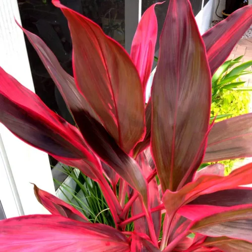 Miniatura 3 de Troncos de plantas de hojas de Ti rojas hawaianas, plantas tropicales vivas para interiores y exteriores, 2 troncos de corte de cordyline fruticosa