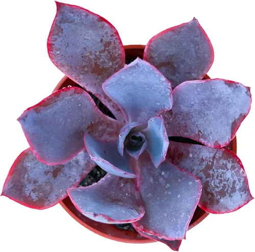 Miniatura 10 de Sprout N Green Calico Kitten, suculenta crassula pellucida variegata viva totalmente enraizada en maceta de 4 pulgadas, planta rastrera