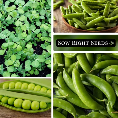 Miniatura 5 de Sow Right Seeds - Semillas de guisantes Sugar Snap para plantar - Paquete de reliquia sin OMG con instrucciones para plantar un huerto casero