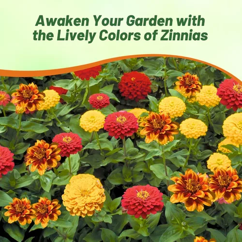Miniatura 6 de Outsidepride - Zinnia Elegans, 1000 semillas anuales, South of The Border Flower Seed Mix, mezcla de semillas de flores para plantar