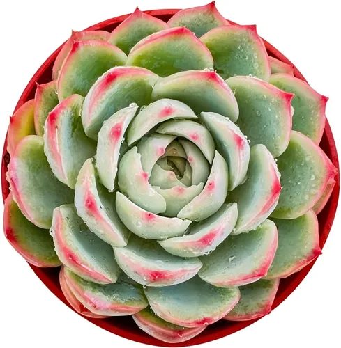 Miniatura 9 de Sprout N Green Echeveria agavoides 'Lipstick', suculenta viva totalmente arraigada en maceta de inicio de 4 pulgadas, planta de casa para interiores