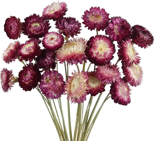 Miniatura 11 de CITYES 240 unidades de cabezas de flores de margarita secas naturales a granel, gerberas multicolores, girasoles reales, crisantemos con cuerda