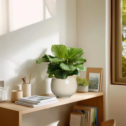Miniatura 7 de Macetas de riego automático de 6 pulgadas para plantas de interior, macetas de cerámica violeta africana con maceta interior absorbente, maceta