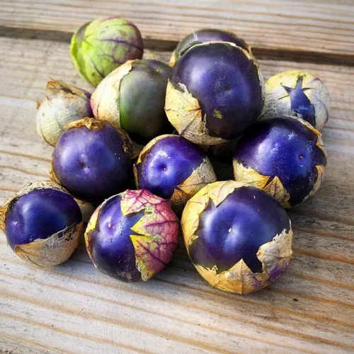 Semillas Purple Cape Gooseberry Goldenberry Groung Cherry Physalis Vegetal sin OMG para plantar