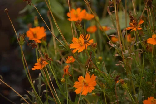 Miniatura 5 de Semillas de flores de cosmos de naranja enana azufre – más de 100 semillas por paquete, (semillas de jardín de Isla), nombre científico; Cosmos