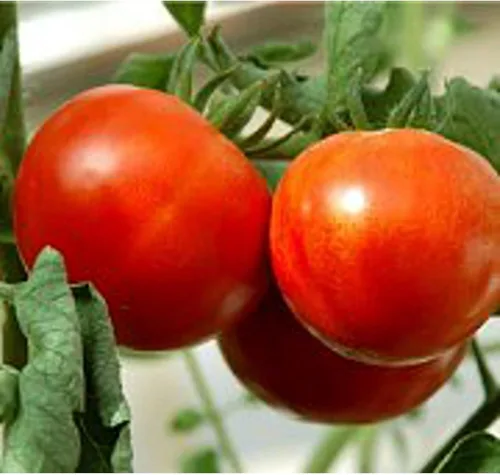 Kewalo Semillas de tomate (45 semillas) Semillas para plantar, granja, cultivo en jardín, invernadero, vegetales, frutas