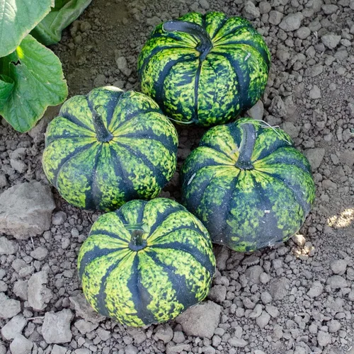 Phantomita Semillas de calabaza para plantar (10 semillas) - Semillas de calabaza, calabaza y calabaza exóticas y difíciles de encontrar - Semillas
