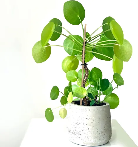 Miniatura 6 de GAGINANG - Juego de 20 estacas de bambú para plantas de interior y exterior, 20 estacas de soporte para plantas para tomates, frijoles, plantas