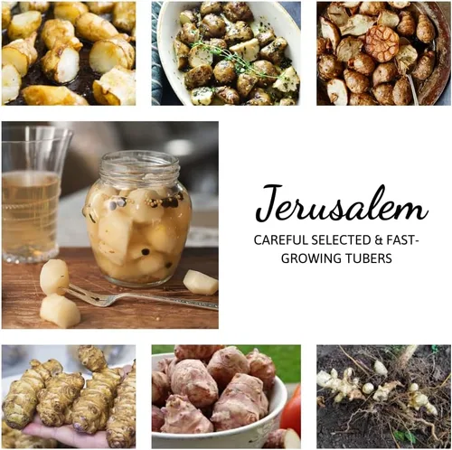 Miniatura 4 de Tubérculos de alcachofa de Jerusalén de 8 onzas para plantar, bombillas de rizomas de choque de alto rendimiento para plantar, jardinería resistente