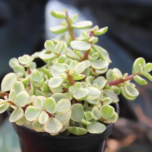 Miniatura 11 de Altman Plants, plantas suculentas variadas vivas para el hogar (paquete de 8), plantas suculentas para el hogar y la oficina, plantas vivas