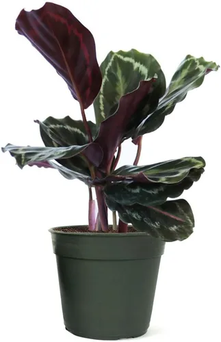 Miniatura 9 de American Plant Exchange Calathea - Serpiente de cascabel – 6 pulgadas con cubierta de maceta – Planta de interior viva apta para mascotas con hojas