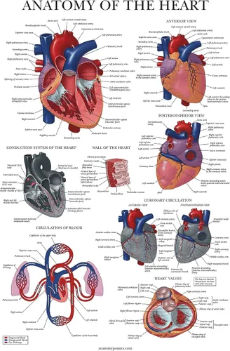 Miniatura 6 de Palace Learning Juego de 4 pósteres anatómicos laminados, musculares, esqueléticos, dermatomas, anatomía cardíaca, juego de cartas de anatomía